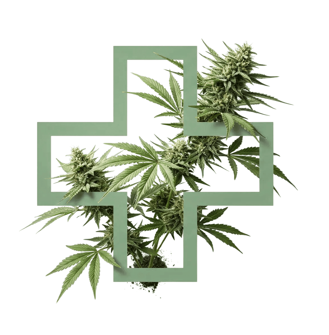 Ein grünes Apotheken-Kreuz, aus dessen Innerem eine Cannabispflanze herauswächst.